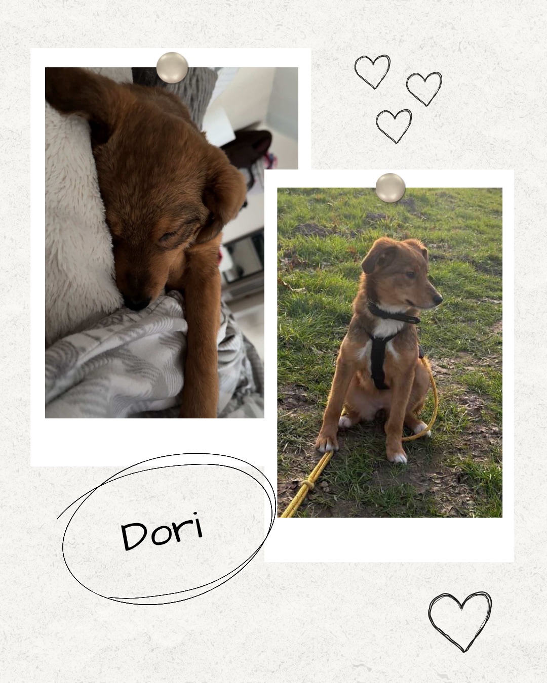 Mehr über den Artikel erfahren Happy End Dori