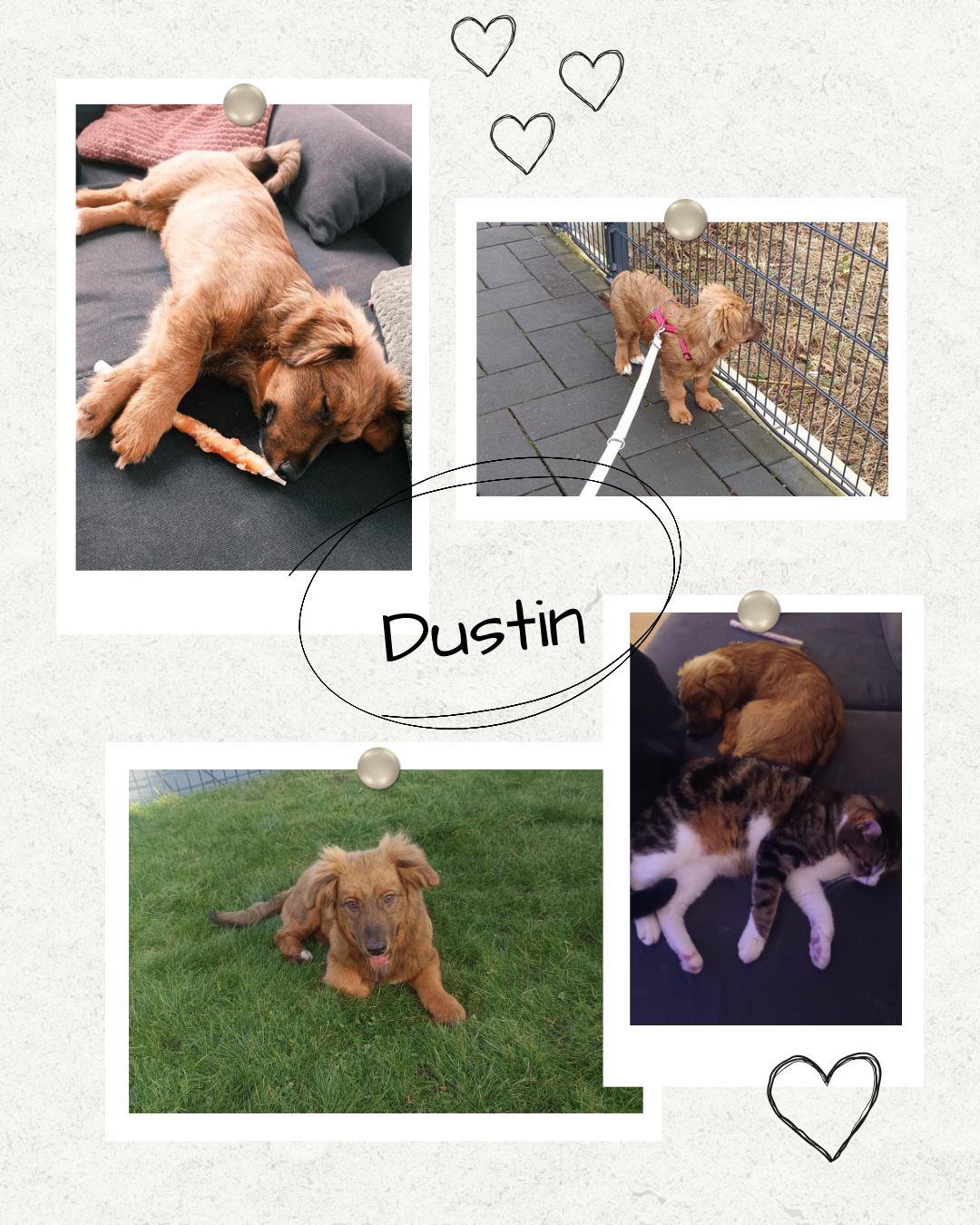 Mehr über den Artikel erfahren Happy End Dustin