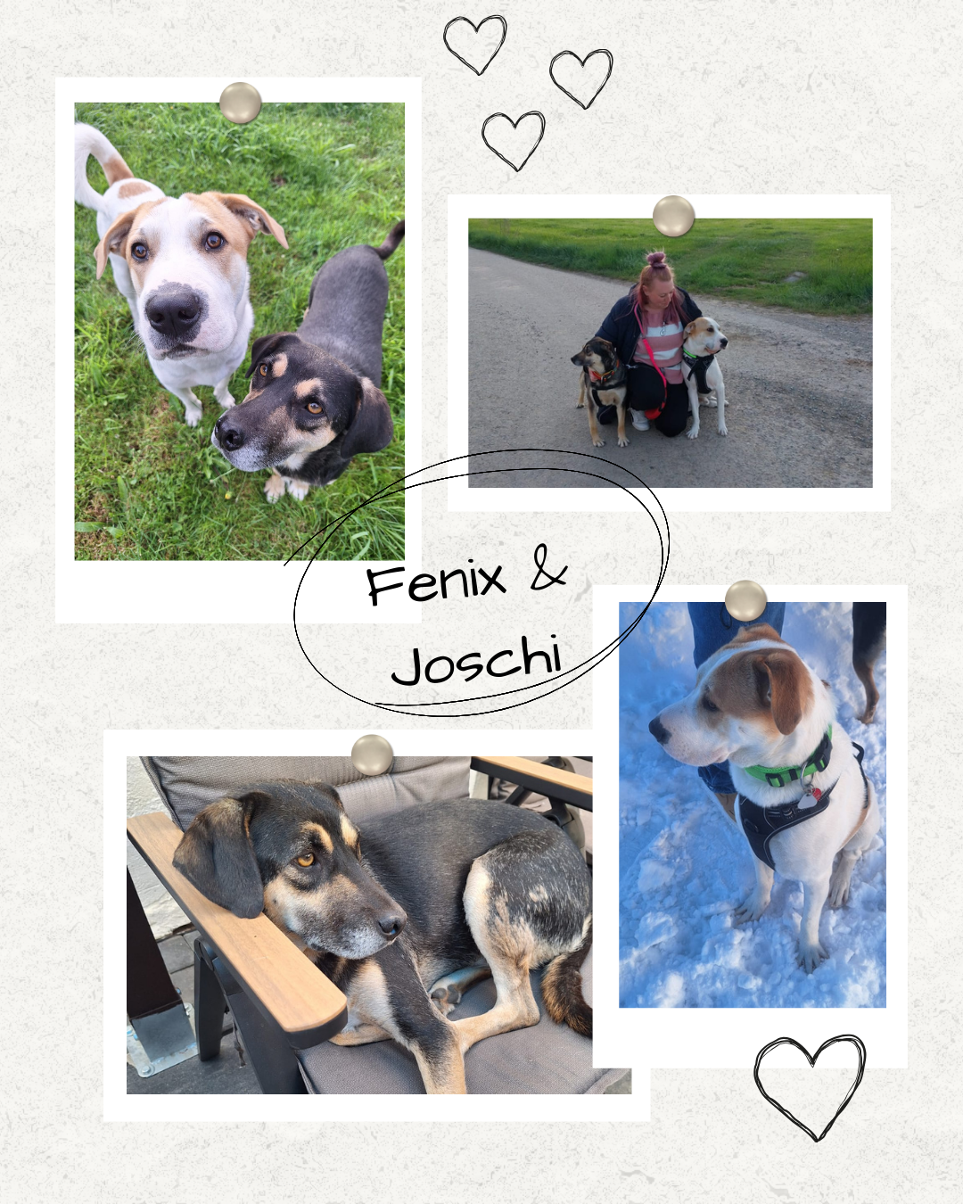 Mehr über den Artikel erfahren Happy End Fenix & Joschi