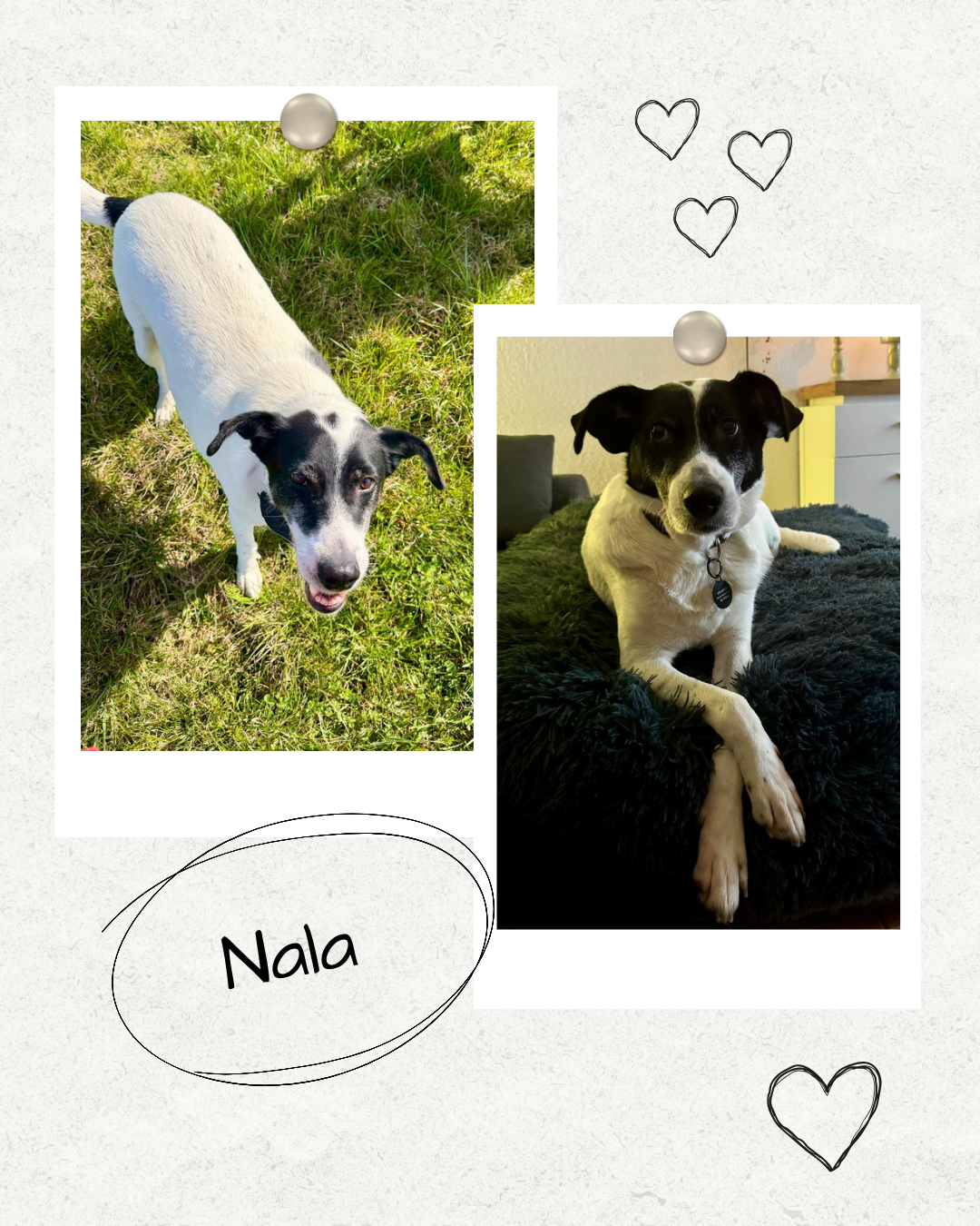 Mehr über den Artikel erfahren Happy End Nala
