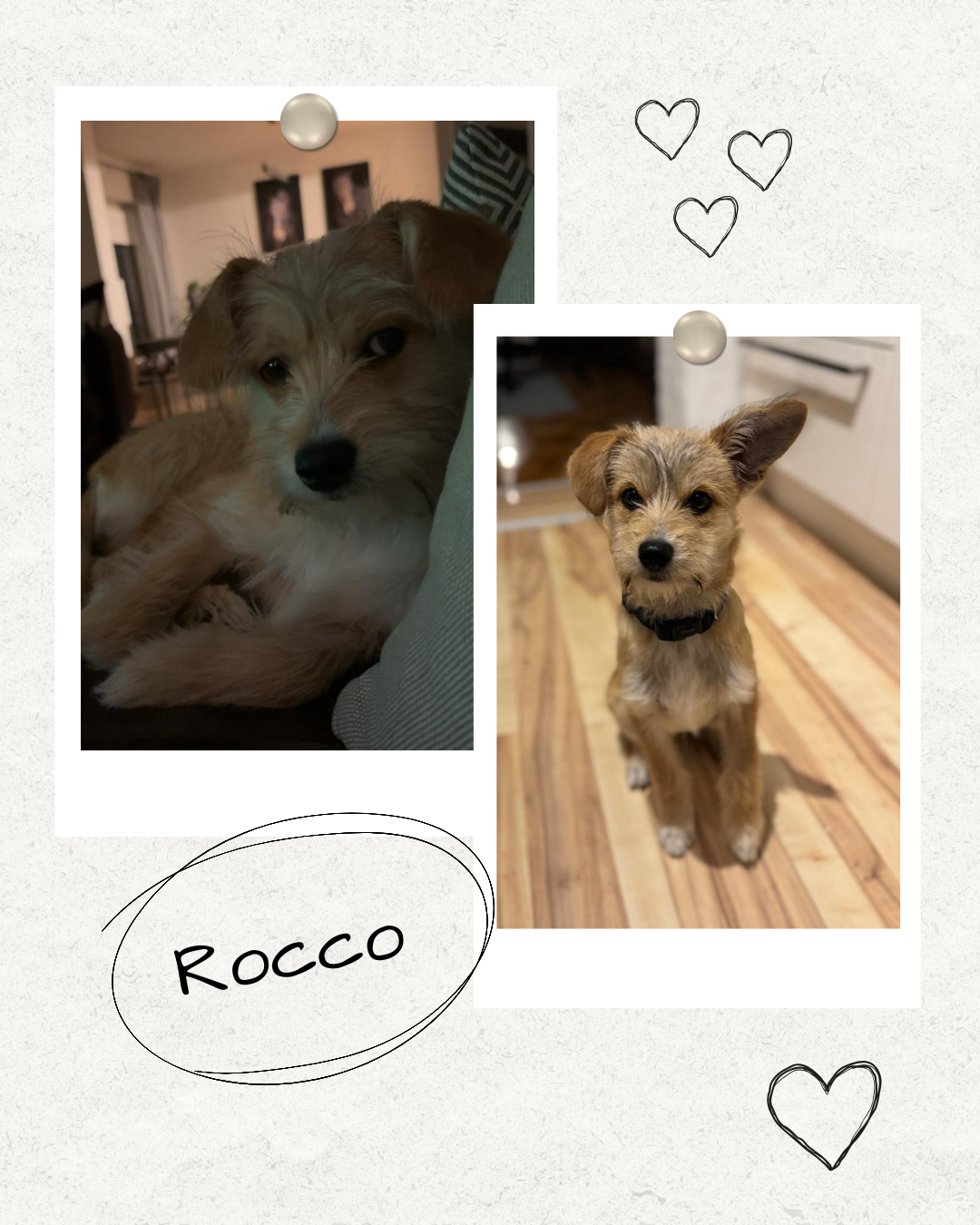 Mehr über den Artikel erfahren Happy End Rocco