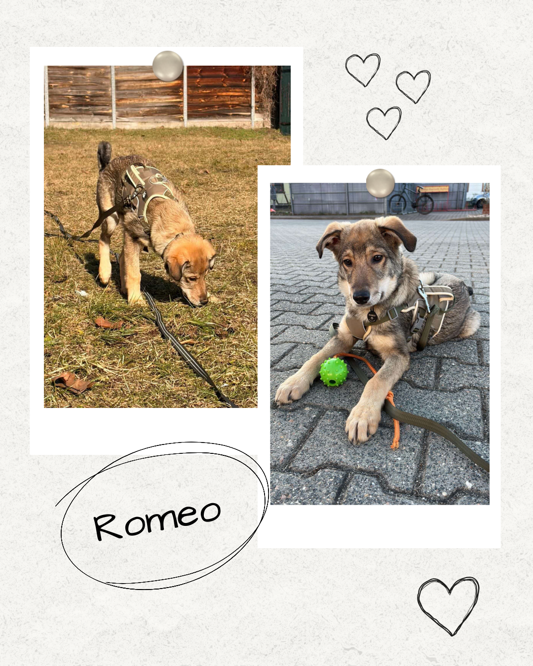 Mehr über den Artikel erfahren Happy End Romeo