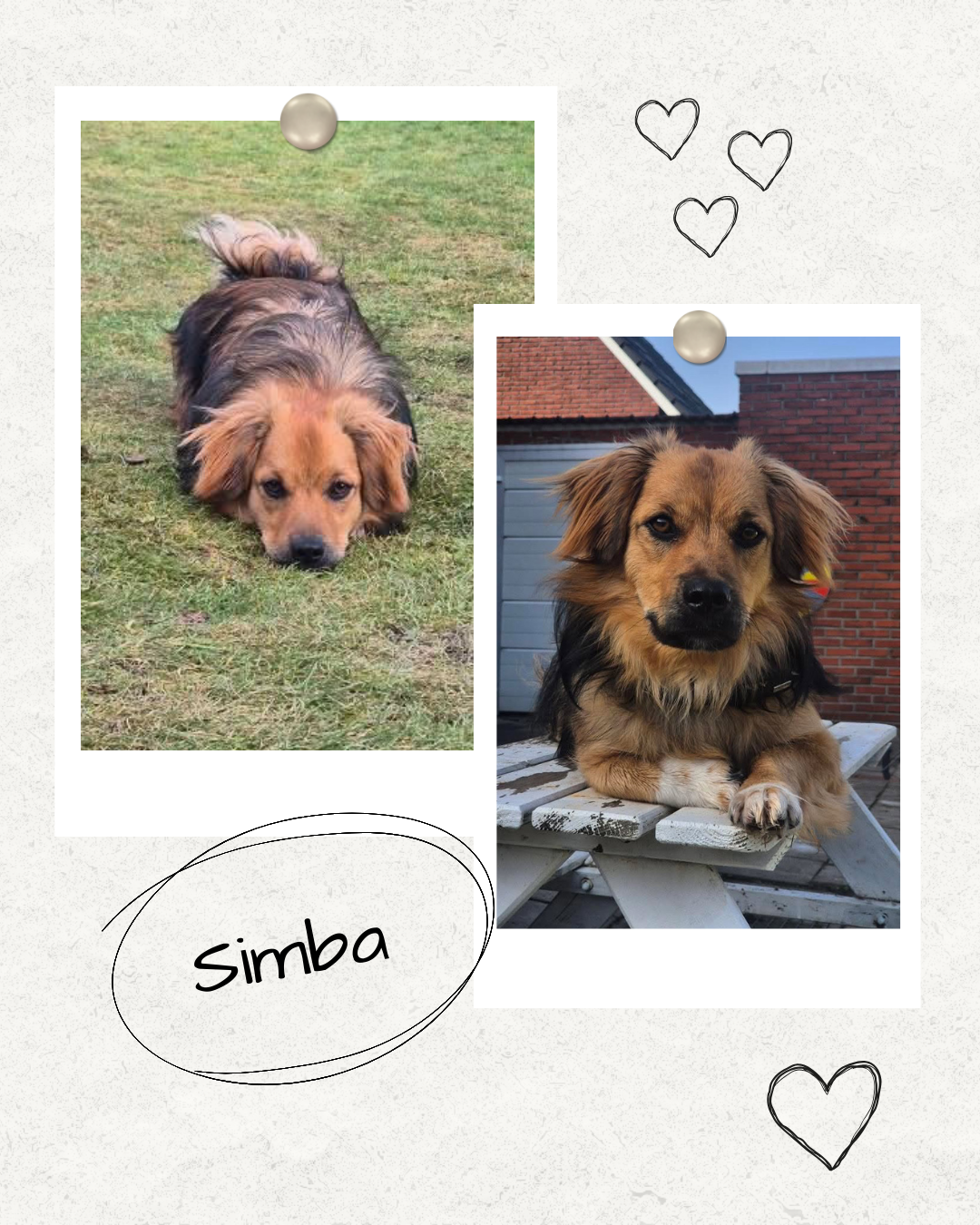 Mehr über den Artikel erfahren Happy End Simba