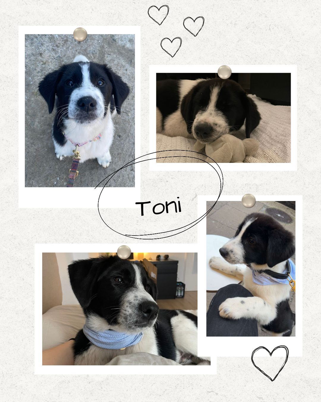 Mehr über den Artikel erfahren Happy End Toni
