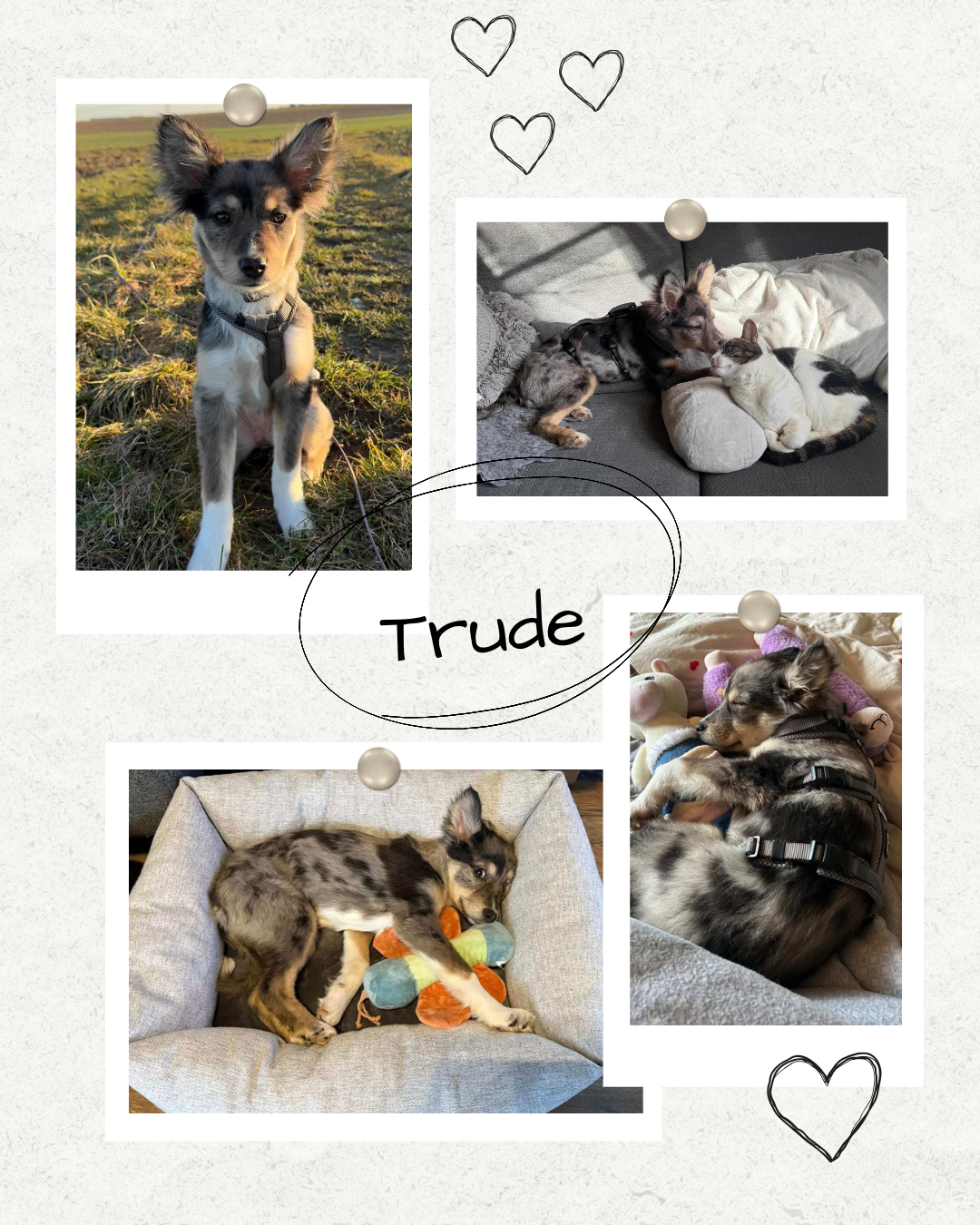 Mehr über den Artikel erfahren Happy End Trude