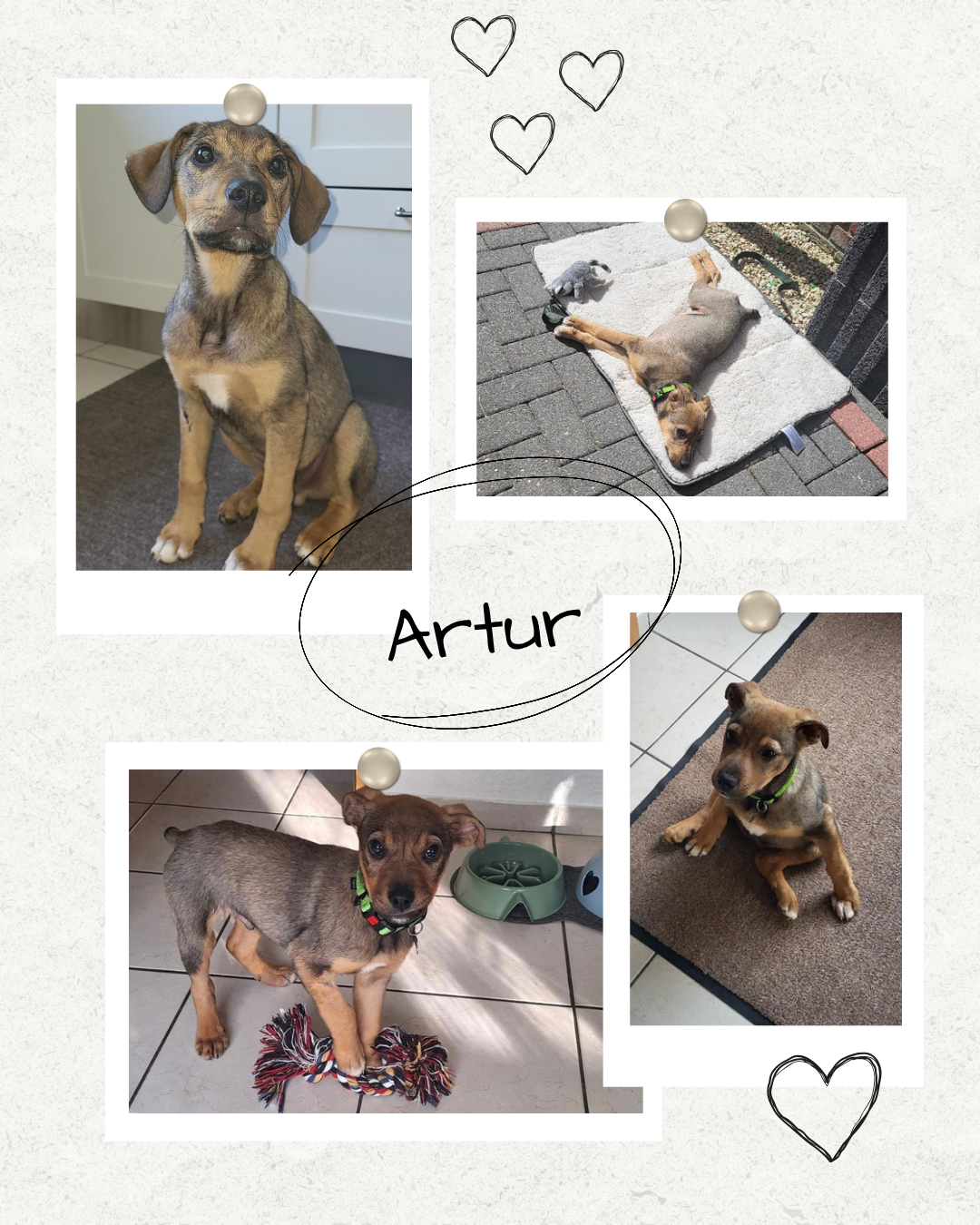 Mehr über den Artikel erfahren Happy End Artur