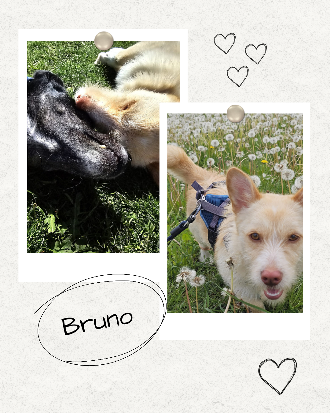 Mehr über den Artikel erfahren Happy End Bruno