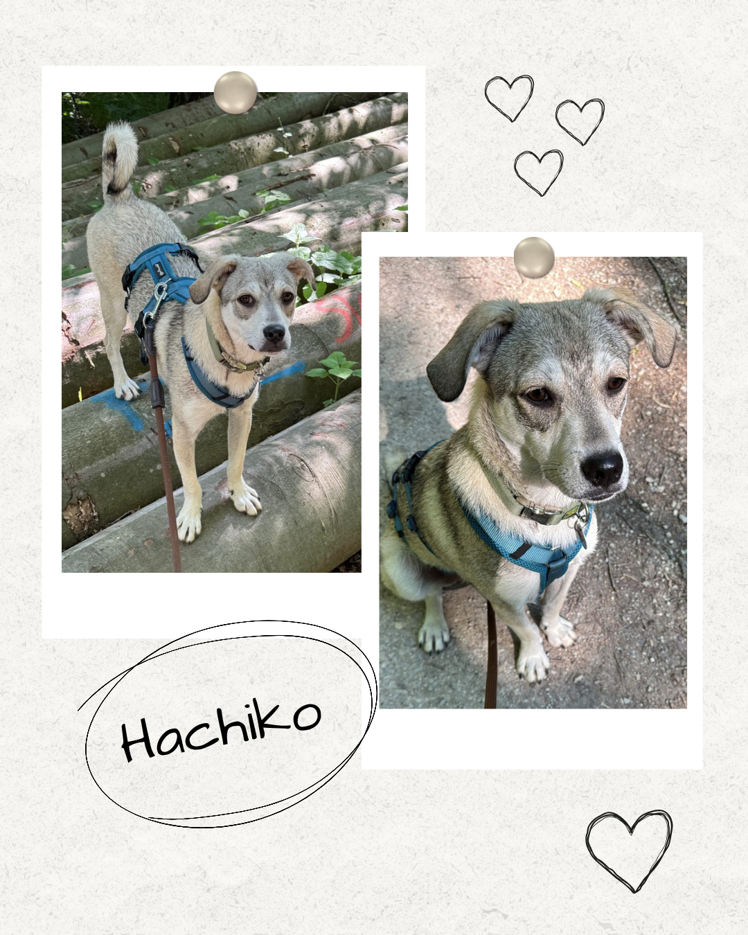 Mehr über den Artikel erfahren Happy End Hachiko