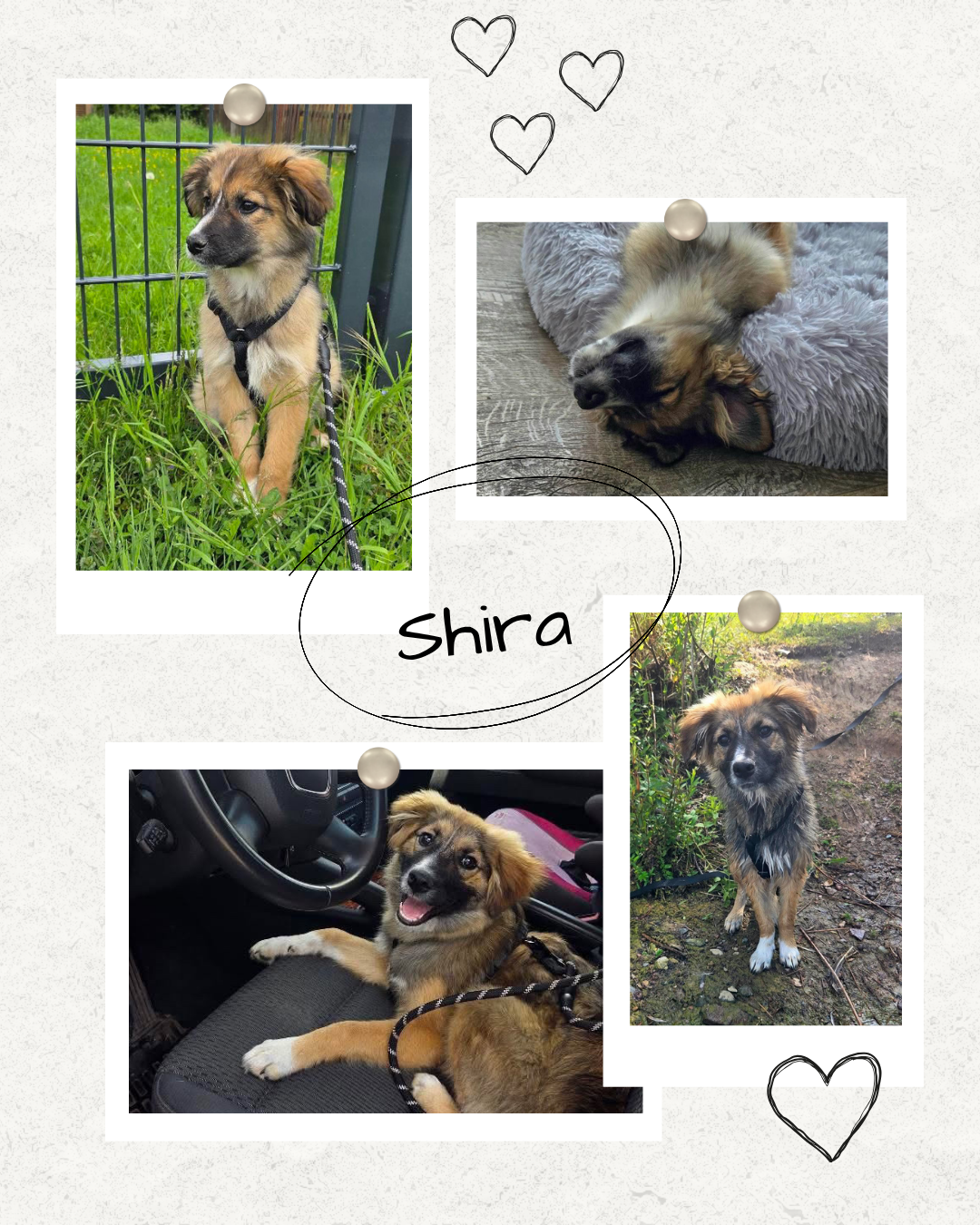 Mehr über den Artikel erfahren Happy End Shira