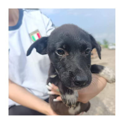 Taz_ (1)