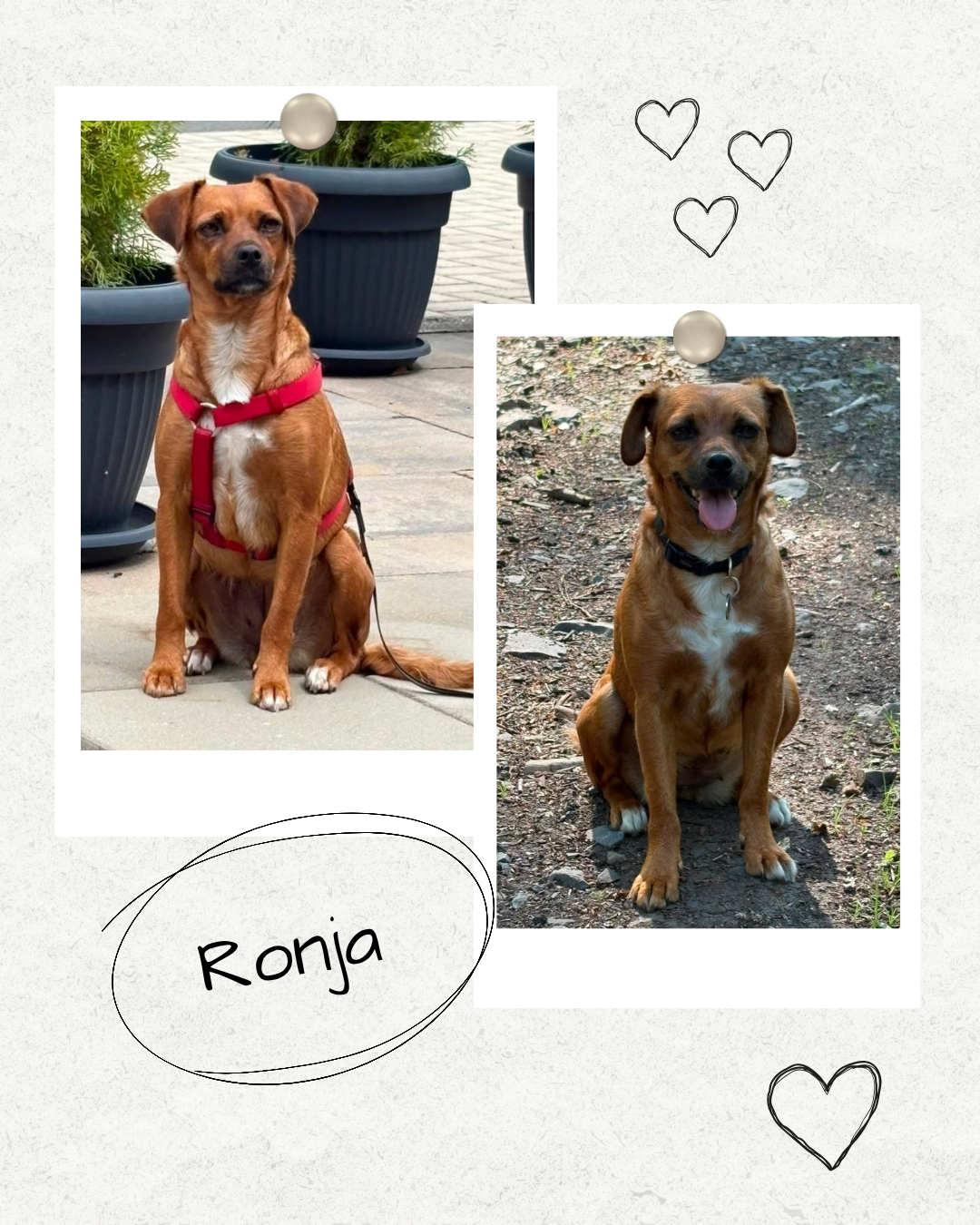 Mehr über den Artikel erfahren Happy End Ronja