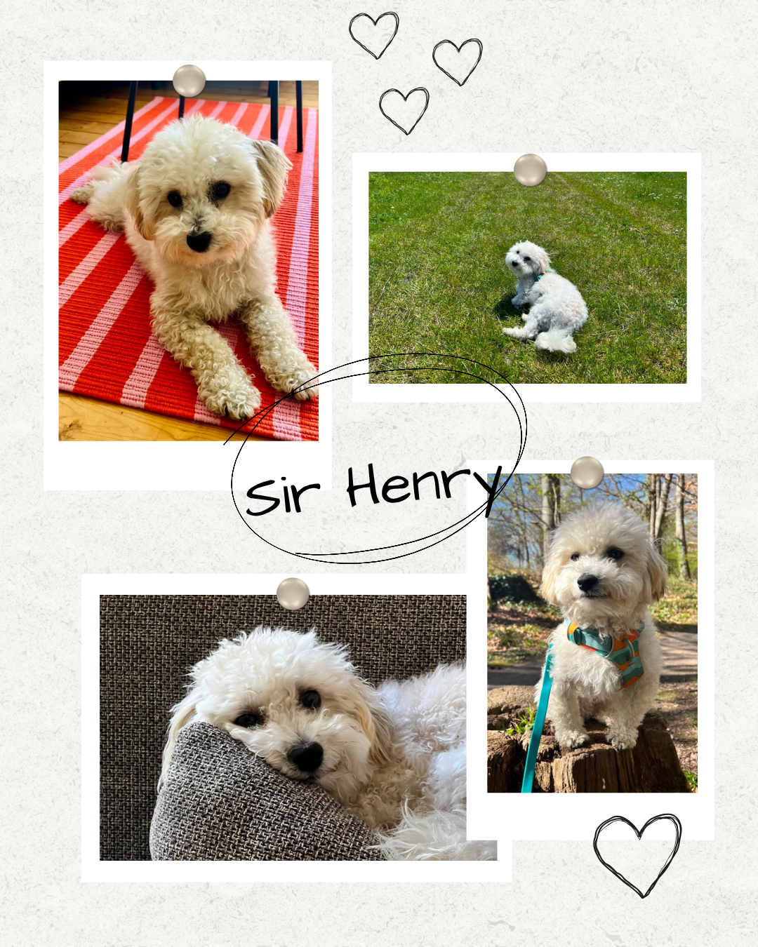 Mehr über den Artikel erfahren Happy End Sir Henry
