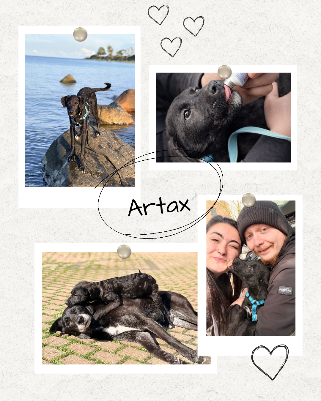 Mehr über den Artikel erfahren Happy End Artax