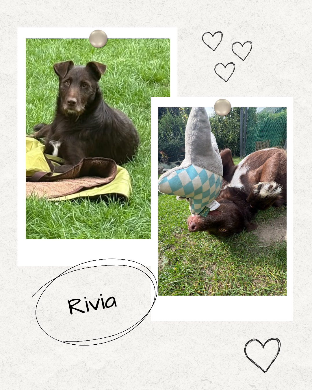 Mehr über den Artikel erfahren Happy End Rivia