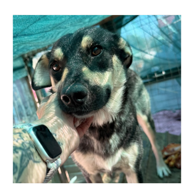 Ronja (1)