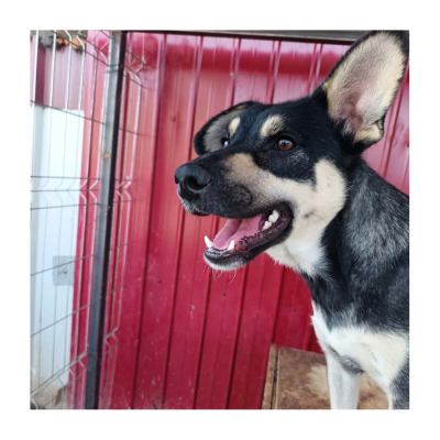 Ronja_ (1)