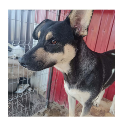 Ronja_ (2)