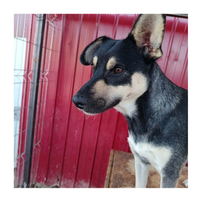 Ronja_ (6)