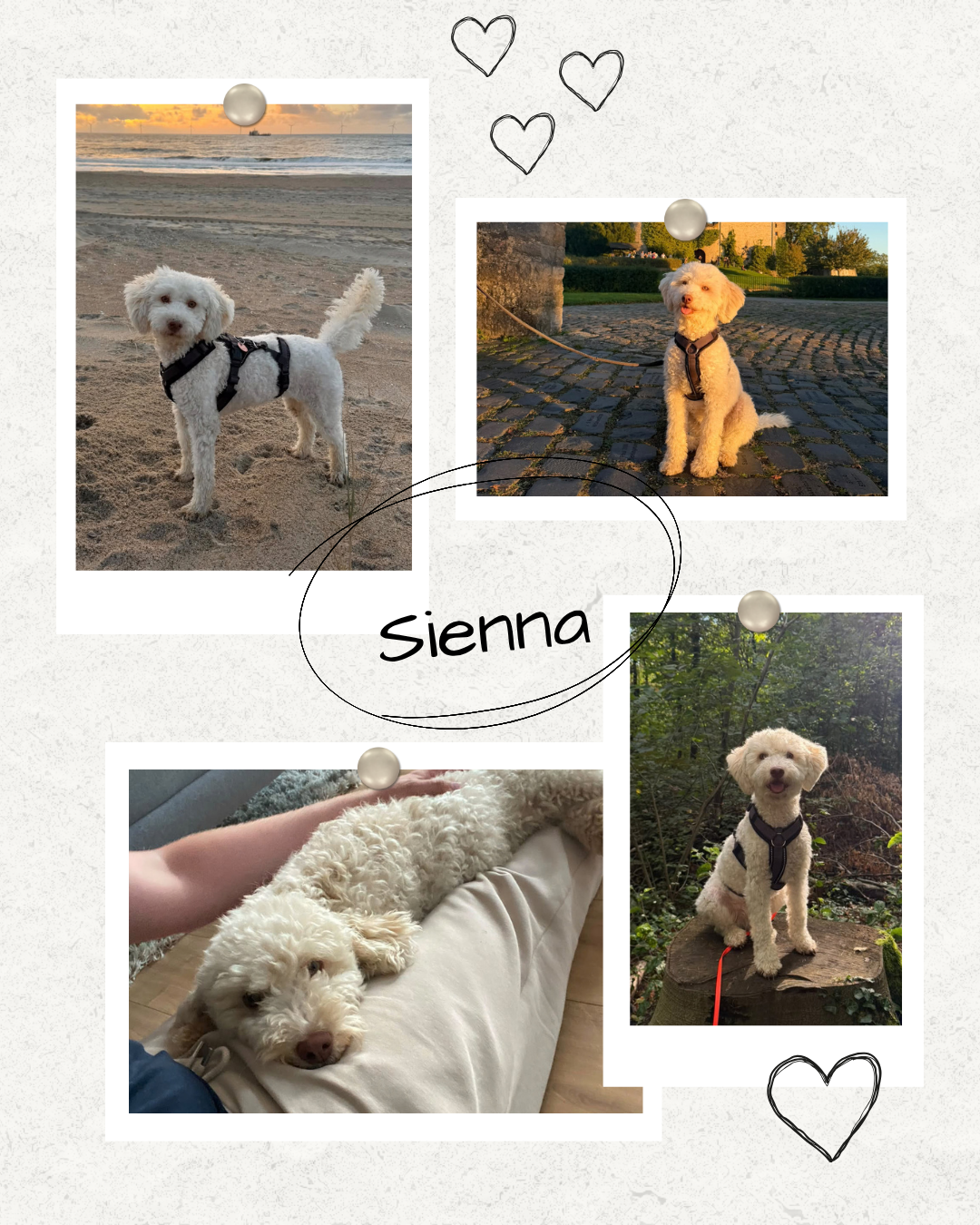 Mehr über den Artikel erfahren Happy End Sienna