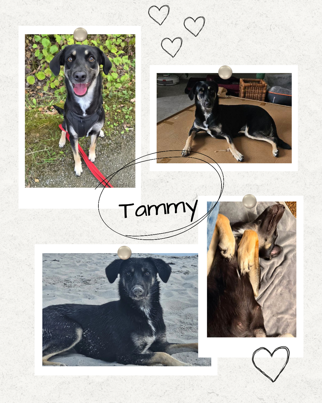 Mehr über den Artikel erfahren Happy End Tammy